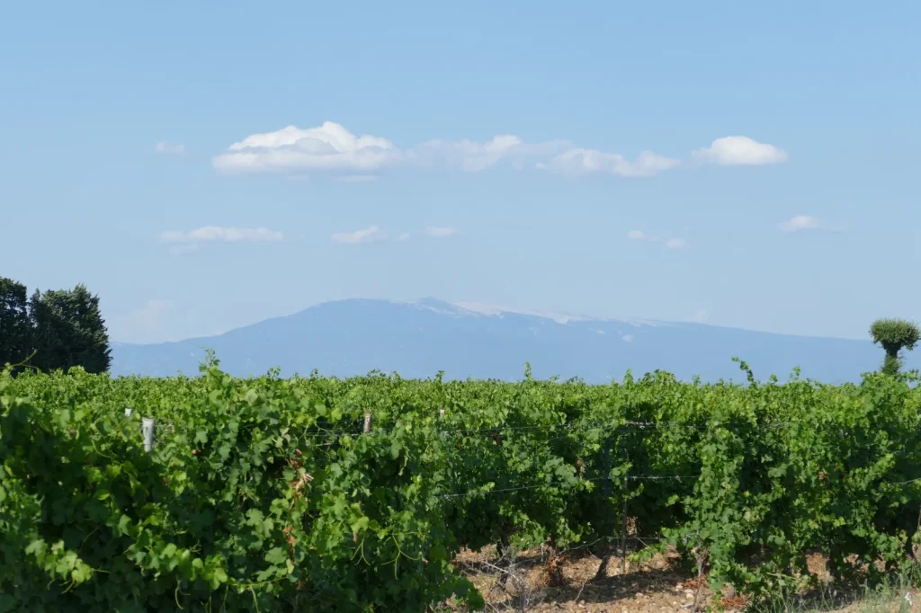 balade copines mont ventoux jonquerettes