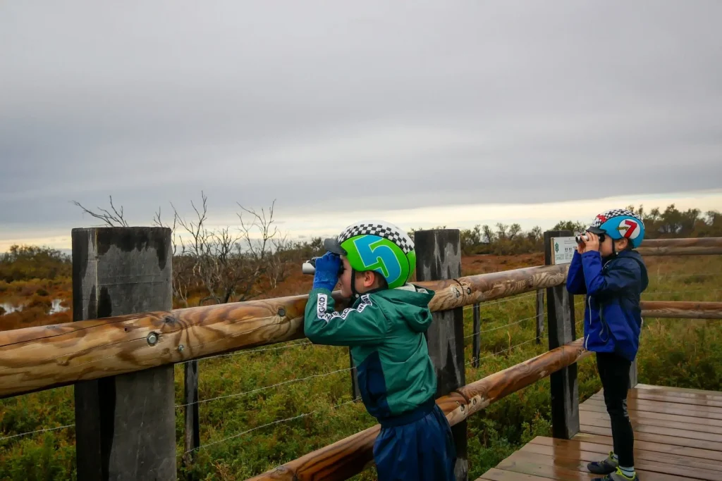 Observation des oiseaux en Camargue