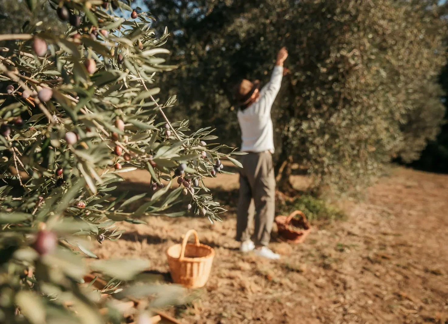 Automne en Provence