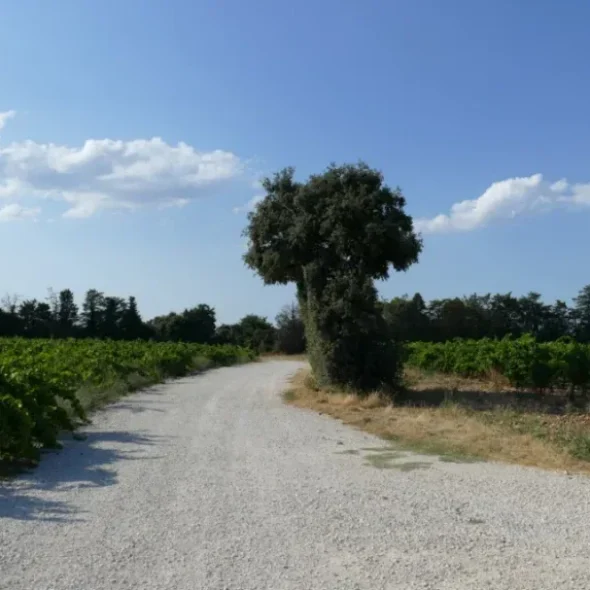 La Balade des Copines – Saint-Saturnin-lès-Avignon Jonquerettes