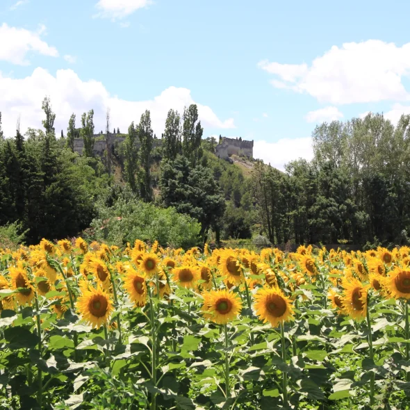 Peut-on randonner en été dans le Grand Avignon ?