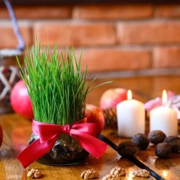 Le blé de la Sainte-Barbe : kesako ?