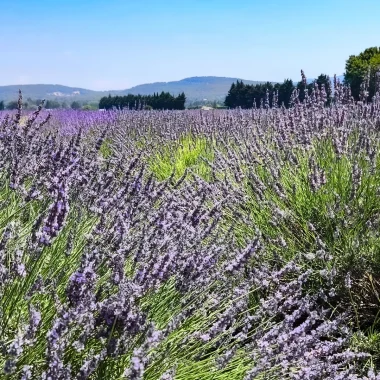 Goûter la lavande en Provence : spécialités locales et artisans du Grand Avignon