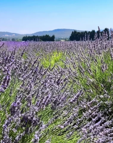 Goûter la lavande en Provence : spécialités locales et artisans du Grand Avignon