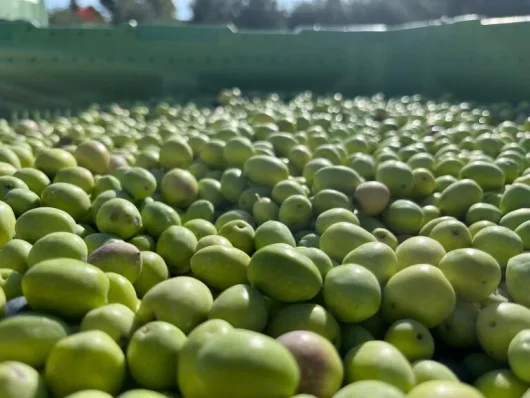 olives moulin de la retanque saint-saturnin-les-avignon