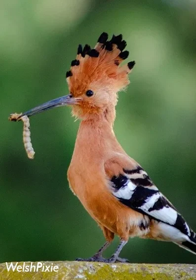 oiseau huppe caumont-sur-durance