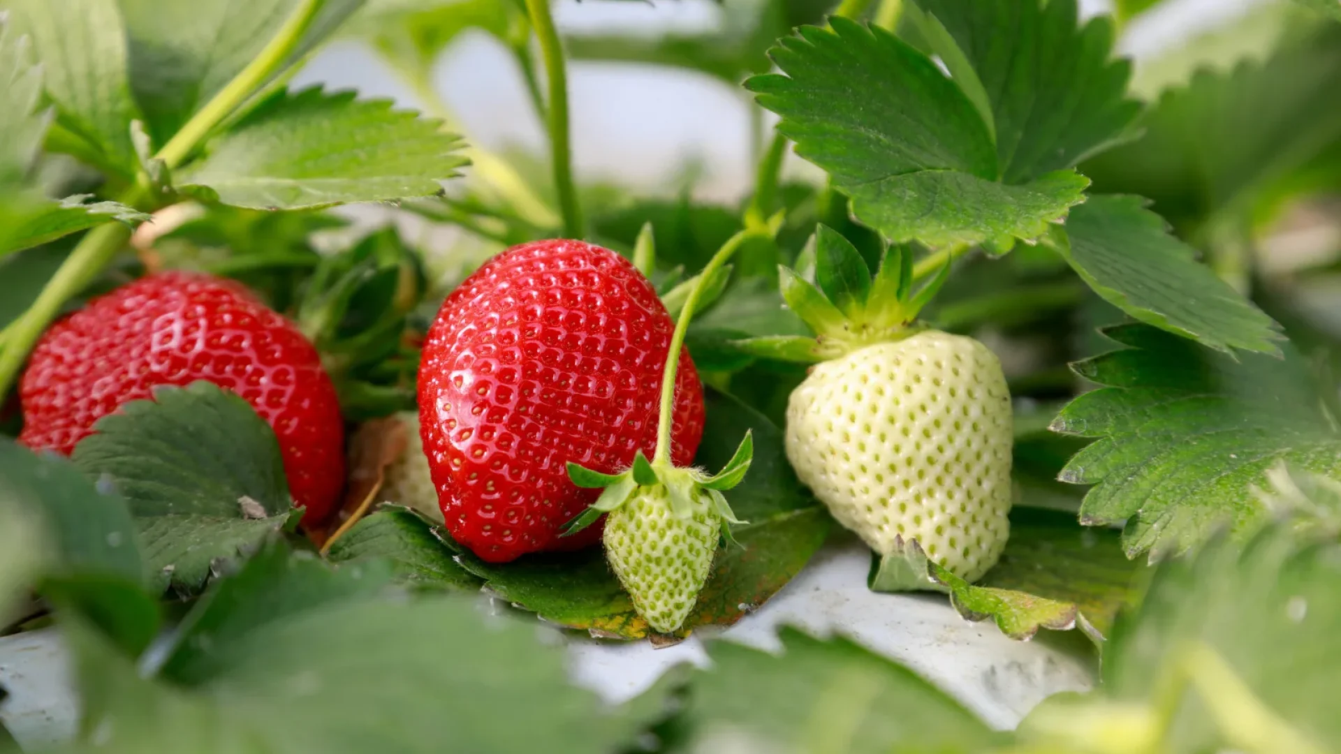 fraises