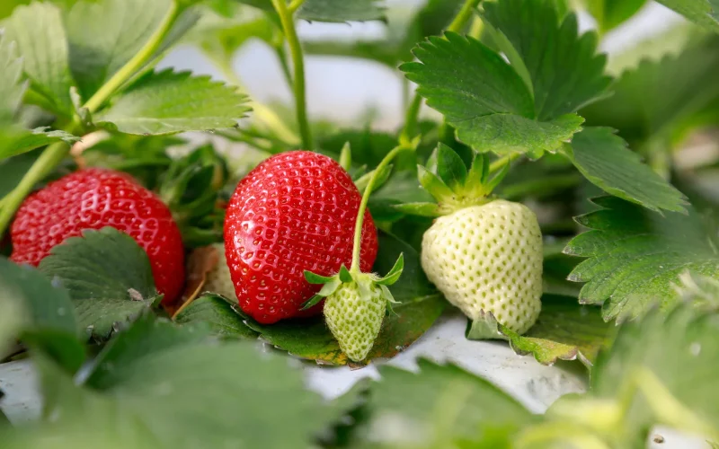 fraises