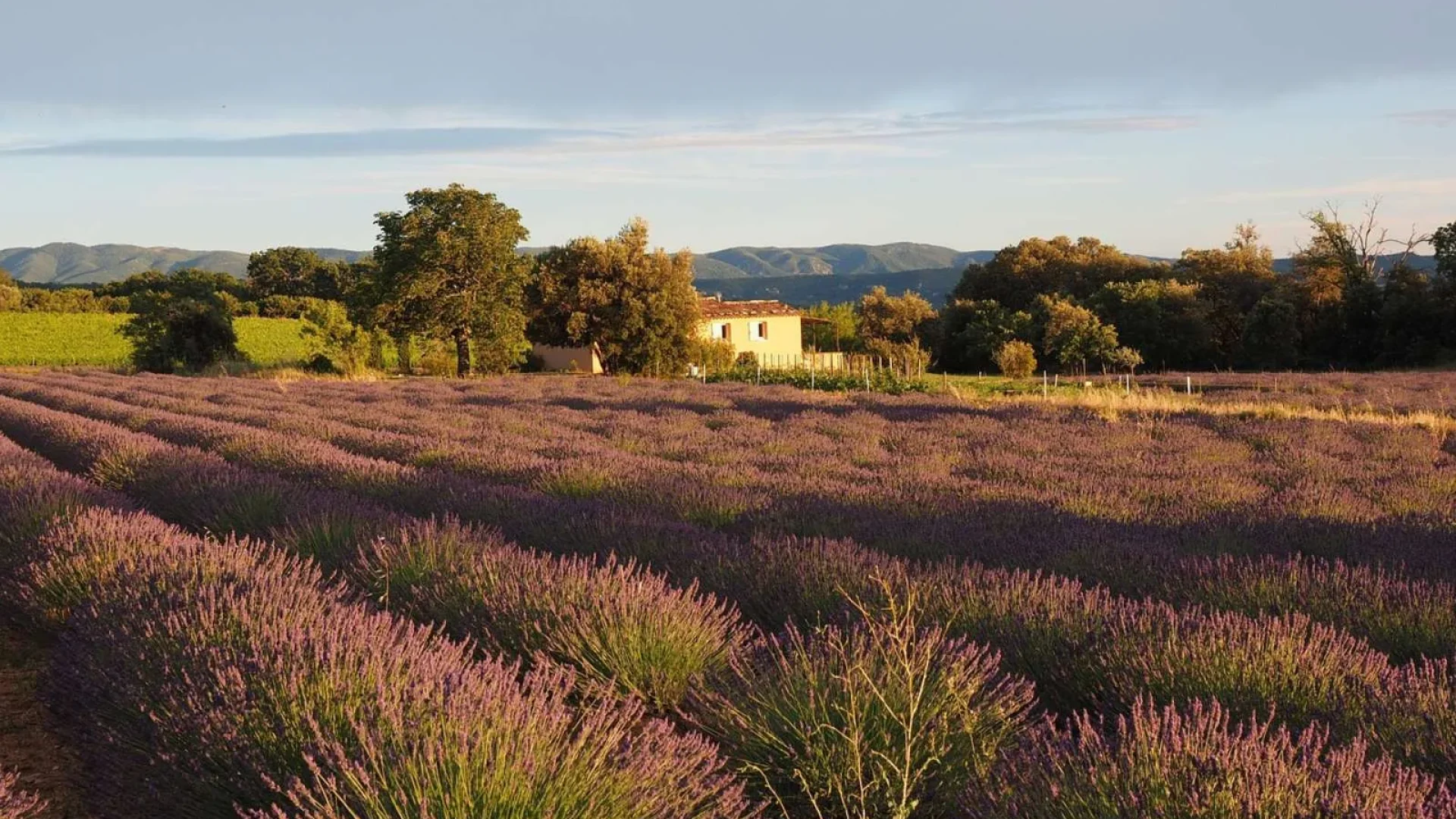 Champ de lavande en Provence