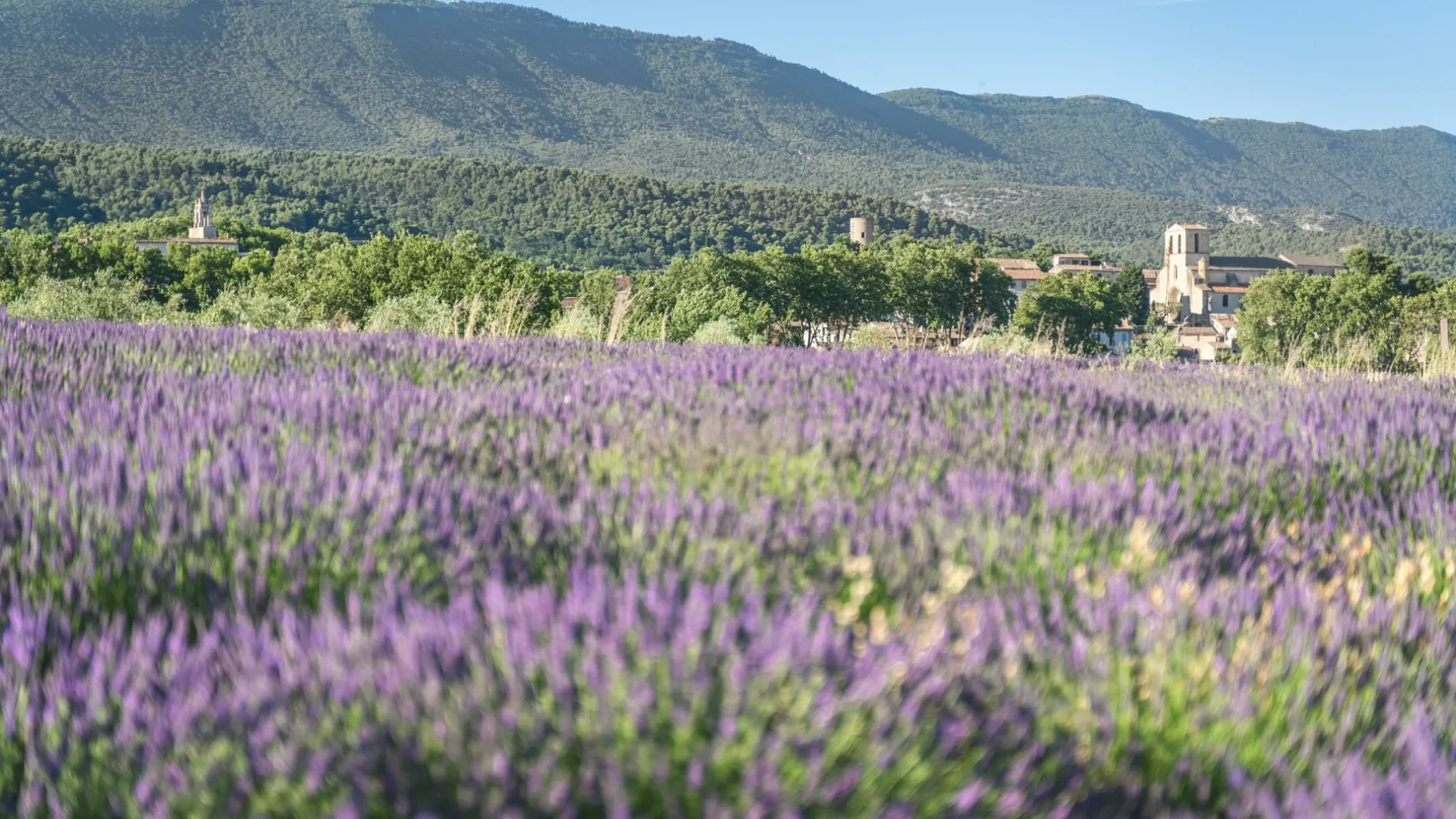 Lavande à Cucuron