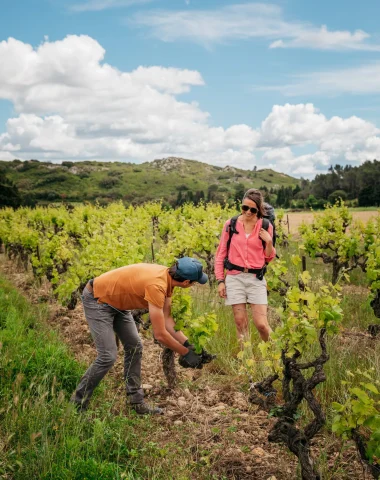 Au cœur des vignes dans le Grand Avignon